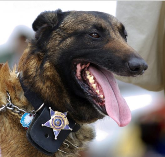 do police dogs have a badge