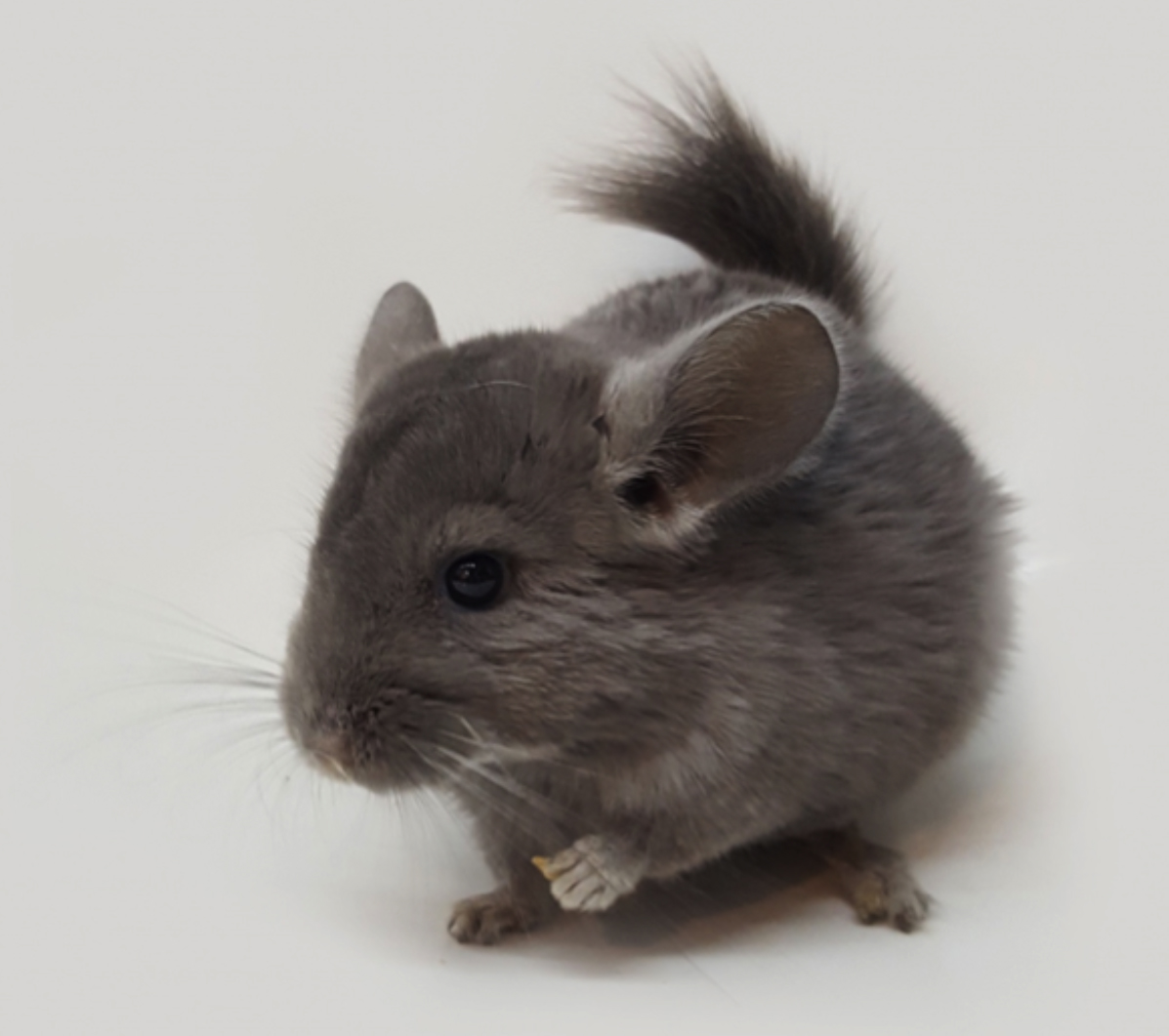 Chinchilla illegal sales
