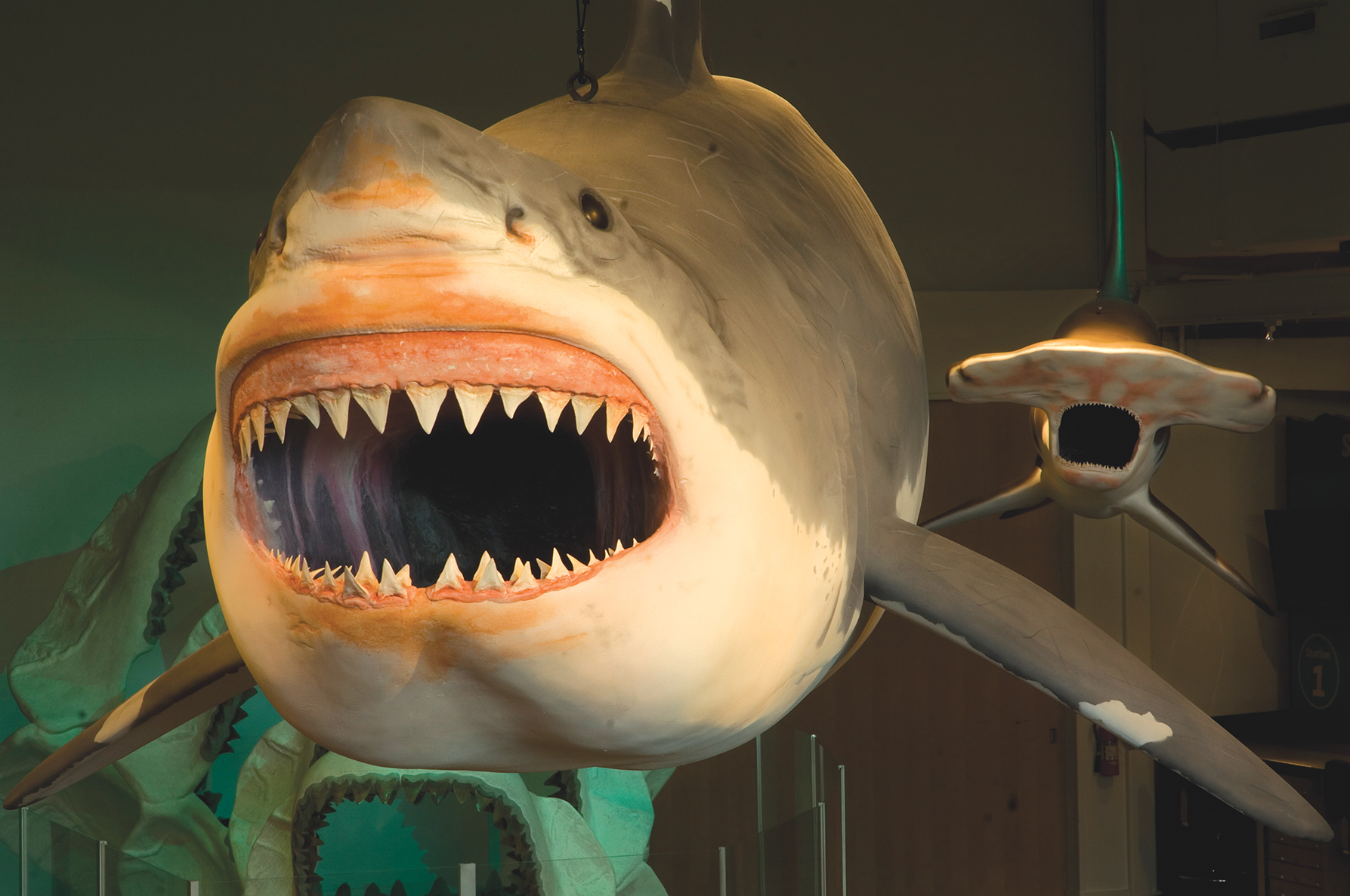 MEGALODON - Largest Shark that Ever Lived - Museum of Arts and