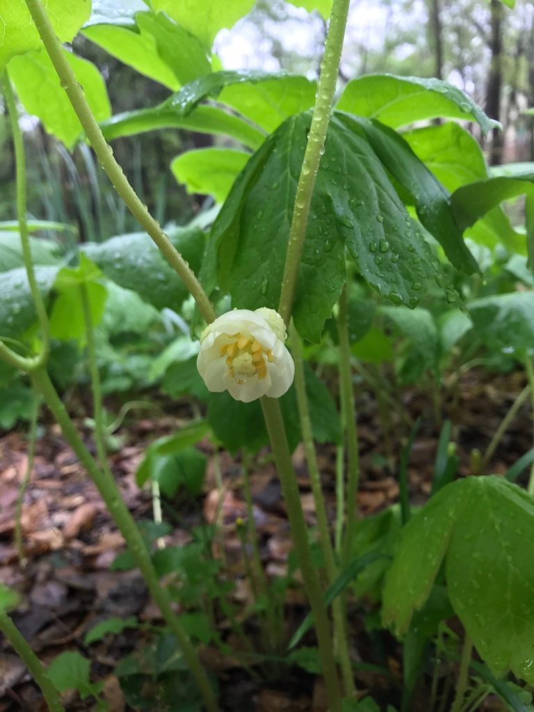 The Mayapple is a hidden Georgia-native gem.