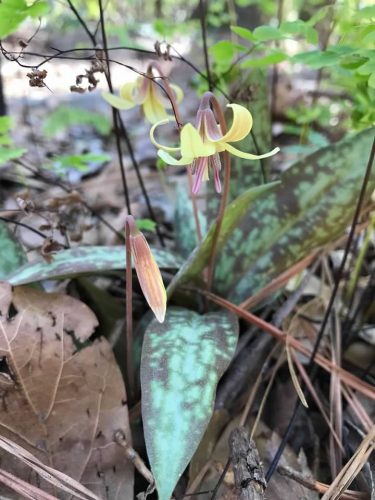 Georgia’s Trout Lily