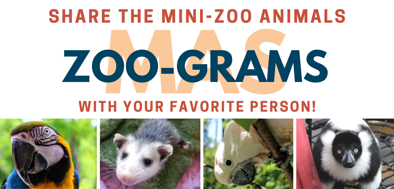 Copy of Zoo Grams