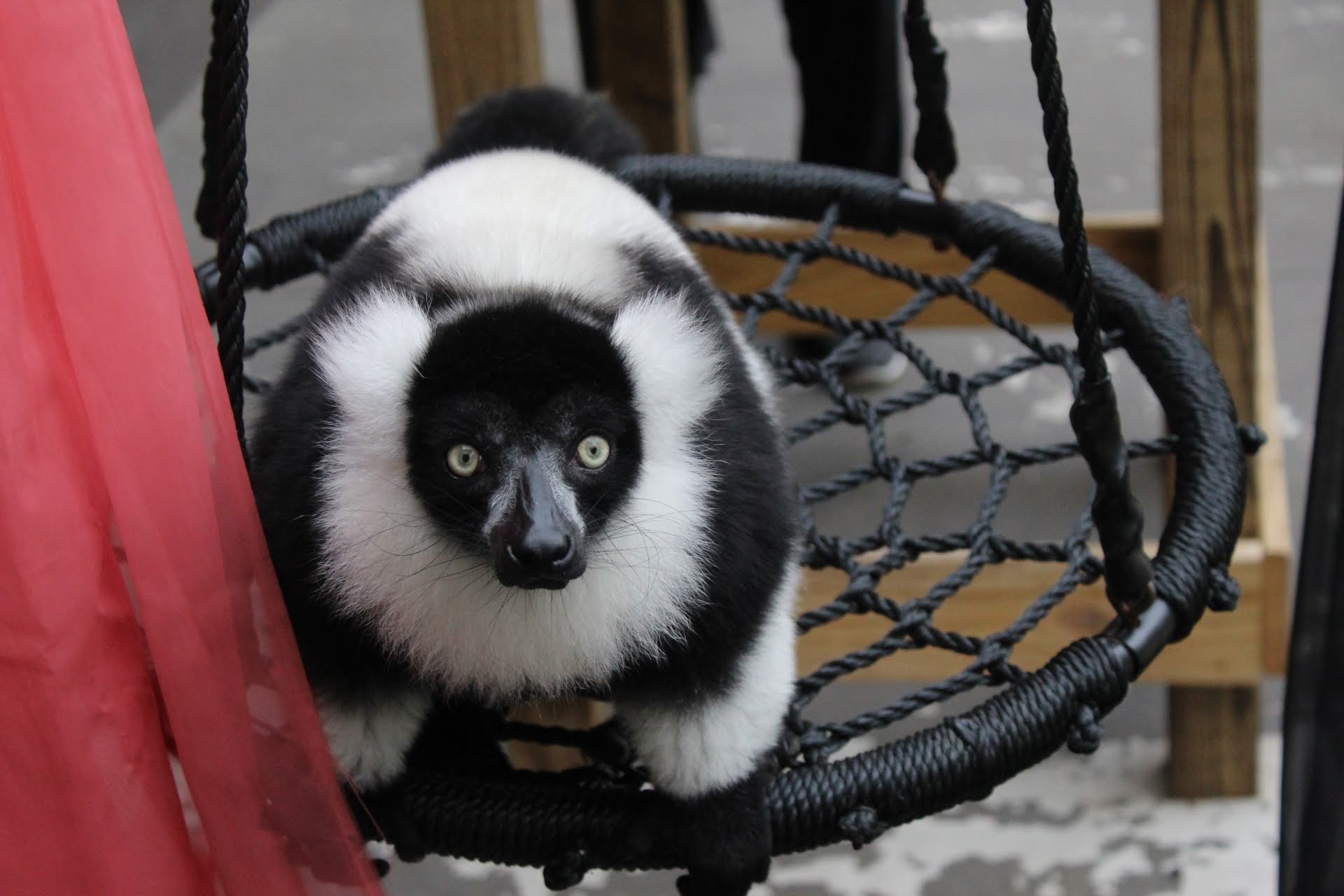 A black and white ruffed lemur sits on a rope swing next to a pink curtain.