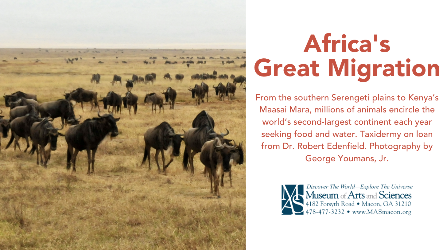 Africa's Great Migration | Museum of Arts and Sciences