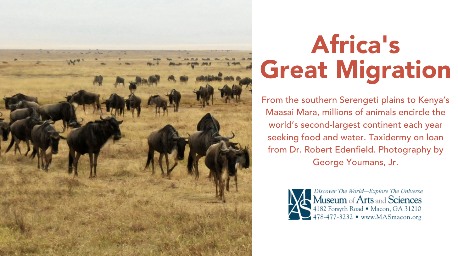 Africa's Great Migration | Museum of Arts and Sciences Africa's Great Migration | Museum of Arts and Sciences