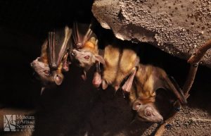 4 bats hang closely huddled together in a dark, rocky cave.